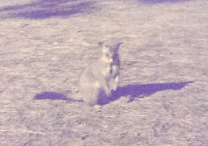 Opossum