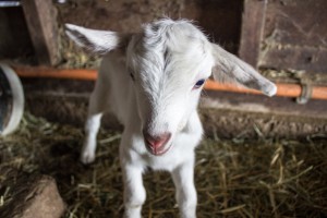 Lilly, Numero 2