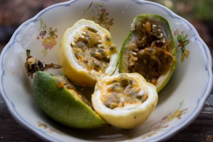 Banana-Passionfruit aus dem Garten