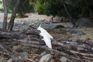 Kakadu, Ellis Beach