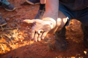 Proteinreiche Witchetty Grub