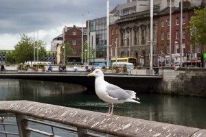 Dublin-9450