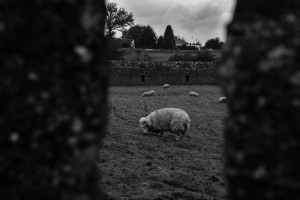 Ruinen und Schafe - Kells Priory