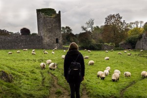 Ruinen und Schafe - Kells Priory