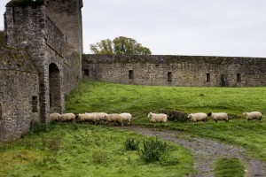 Ruinen und Schafe - Kells Priory