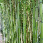 Royal Botanic Gardens