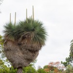 Royal Botanic Gardens