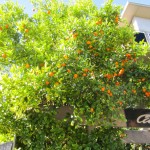 Kumquats, St. Kilda