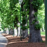 Fitzroy Gardens