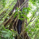 Giant Fig Tree