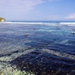 Seegras Plantagen, Ceningan