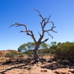 Ghost Gumtree, Kings Canyon
