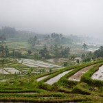Jatiluwih Reisfelder