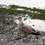Galway